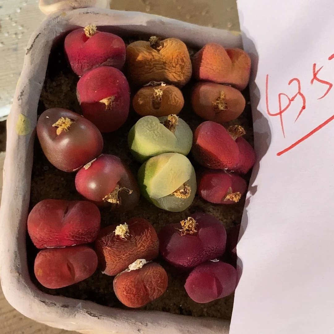 4353。 一组双头丝绒蟠桃。