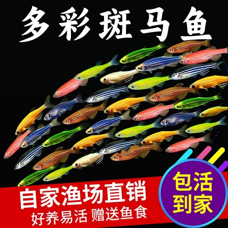 【斑马鱼】观赏鱼活体淡水宠物灯科鱼小型热带冷水好养七彩小鱼