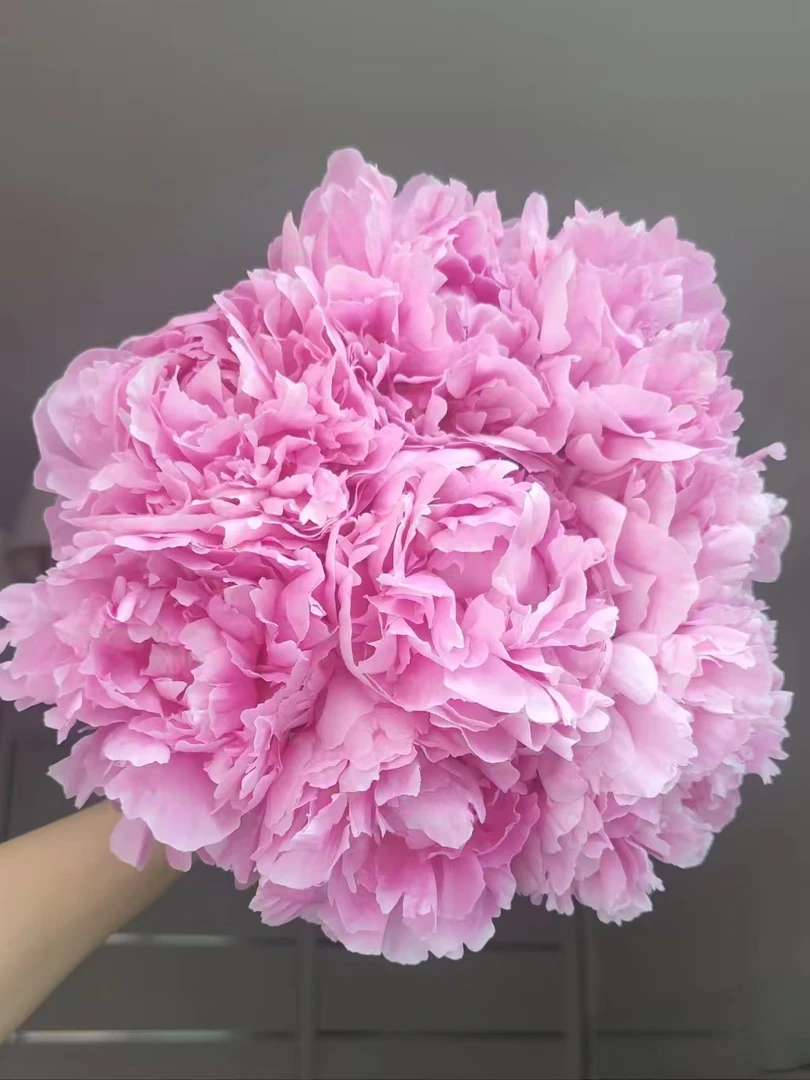 现货【晴雯】芍药鲜花基地直发