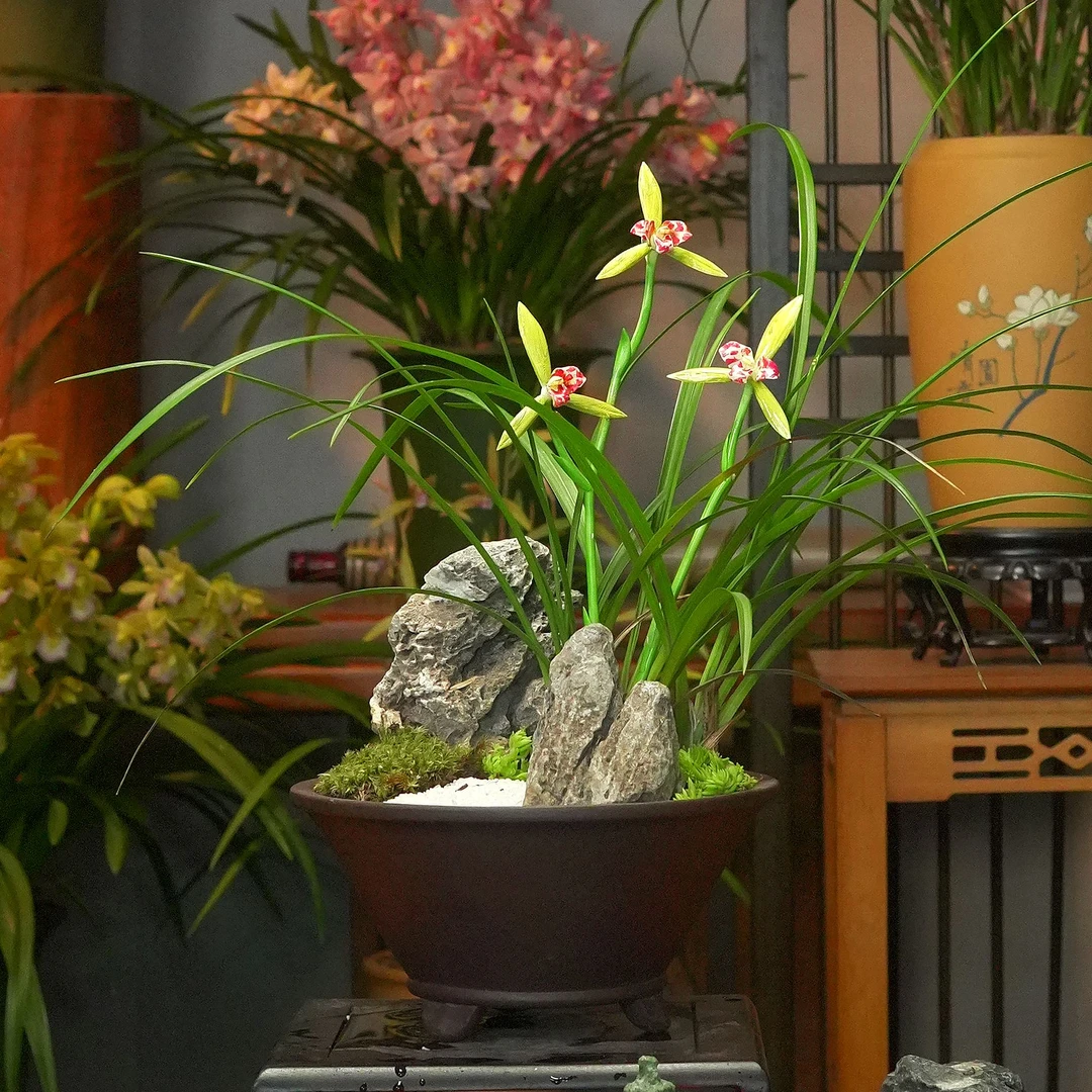 春兰铭品【春兰三星蝶】宜兴紫砂花盆 幽香兰花带花芽 室内好养易活