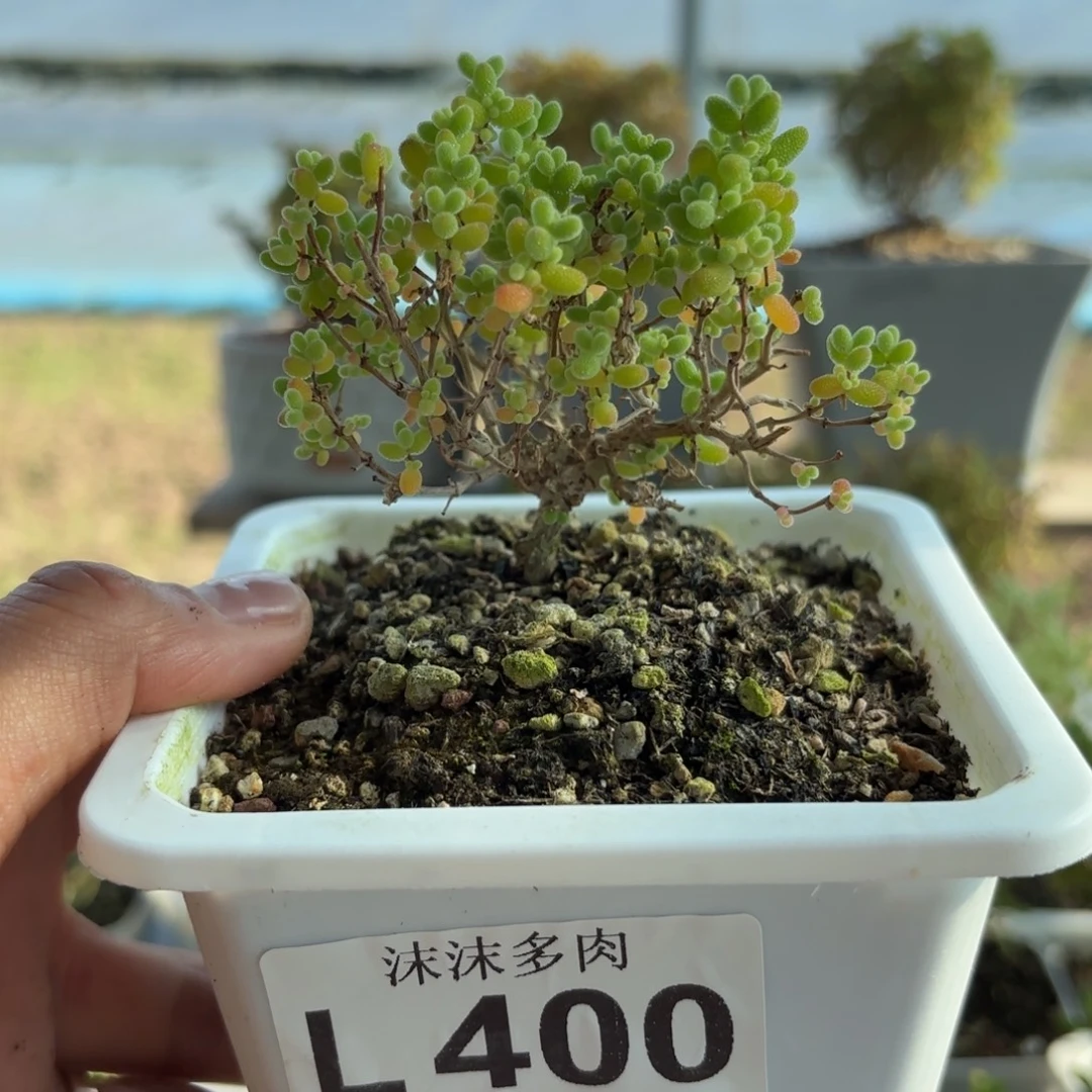 400蜜橘糖球枝干福利