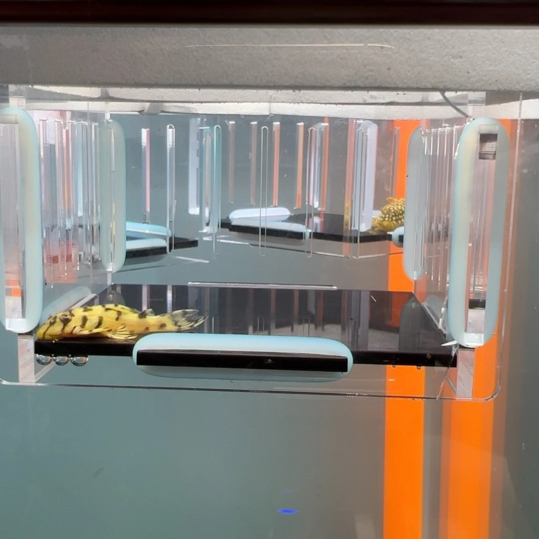 清道夫录完整开箱视频、入缸不包损3.3