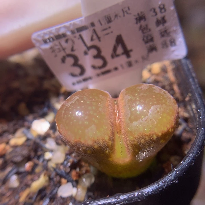 精品生石花214.334