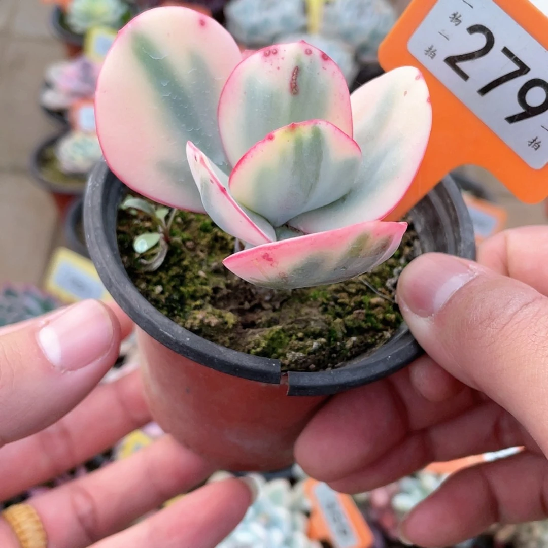 【闪购商品】279号