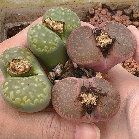 21320团团圆圆呀