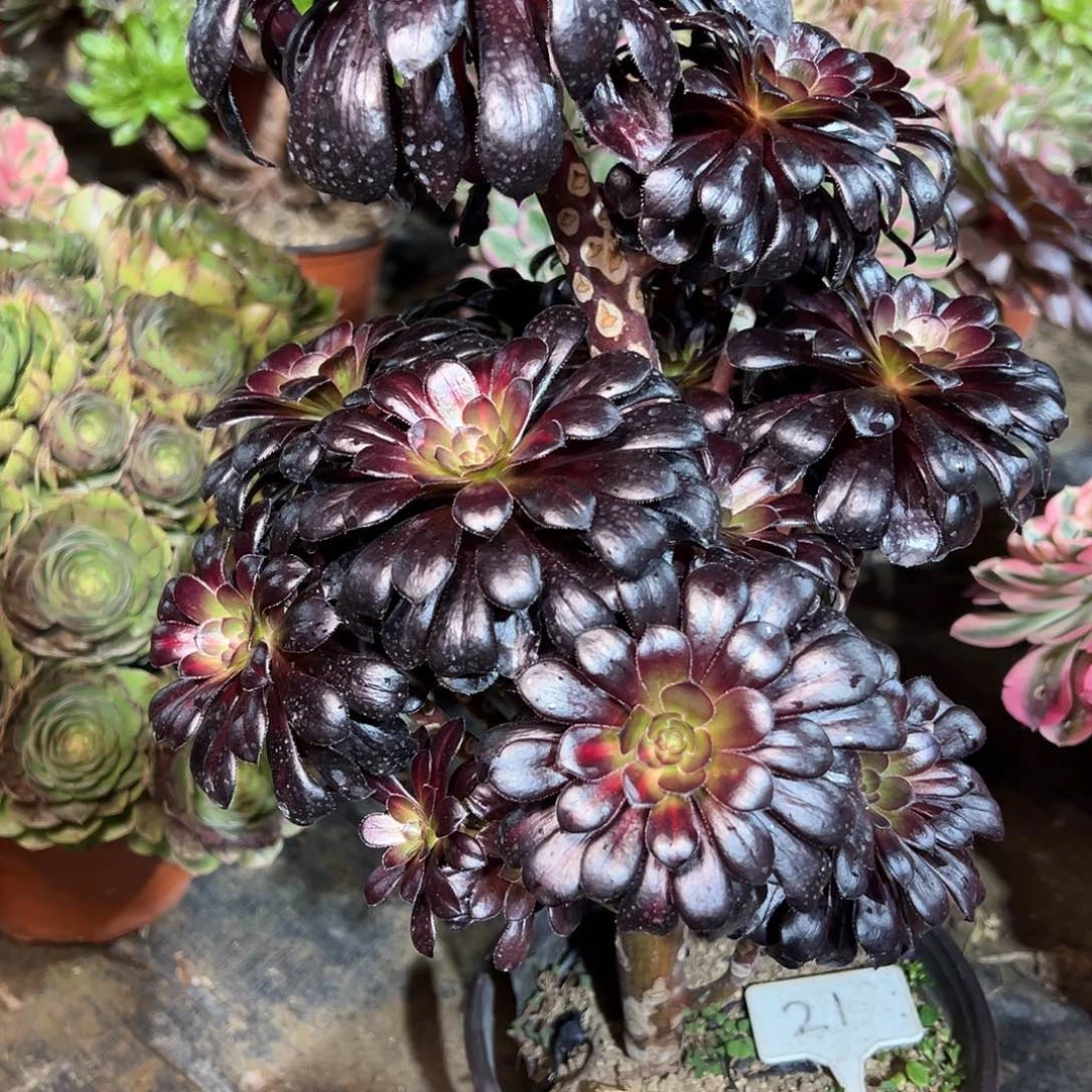 21多肉000000000000000