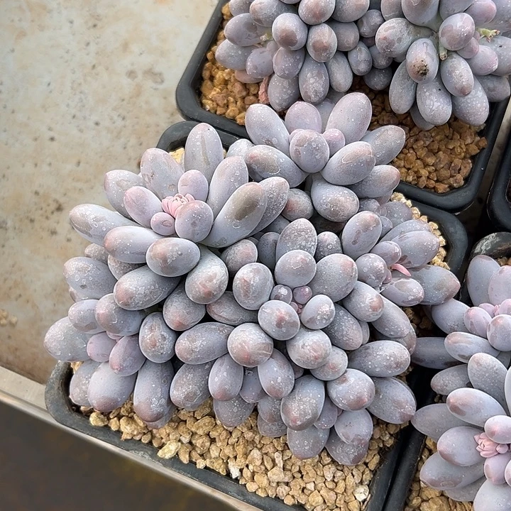 平头汤圆群生多头多肉