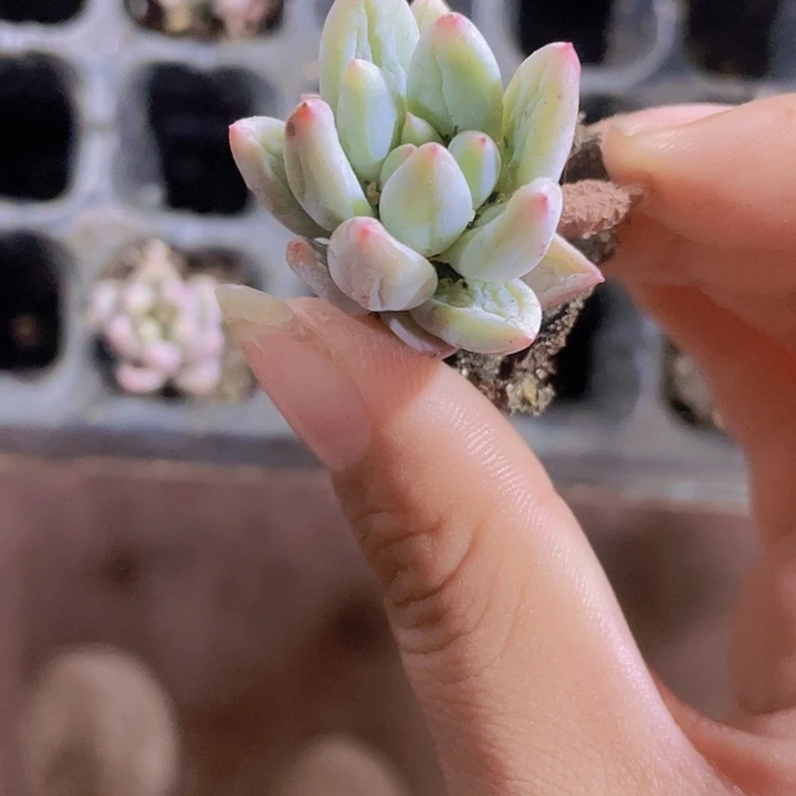 65精品红蜻蜓2颗一直