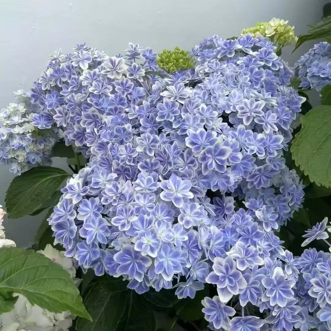 【阿涛】1加仑万华镜新品绣球花苗盆栽 八仙花大苗室内阳台庭院植物