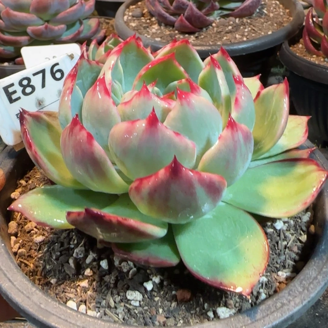 惊鸿一物一拍包装收缩花旱876