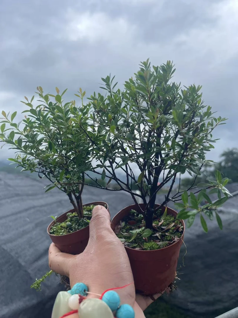 小叶赤楠盆栽四季常绿易活原土原盆盆破不包【植物图片仅供参考】