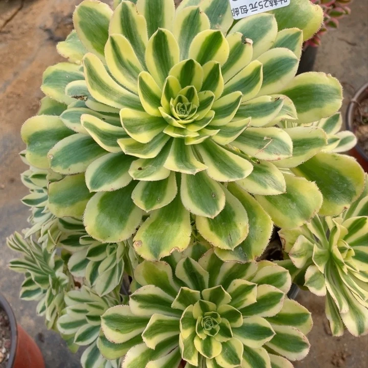 248保时捷多肉12345678