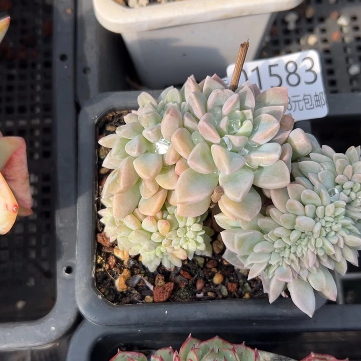 幸运的人是我自己吧