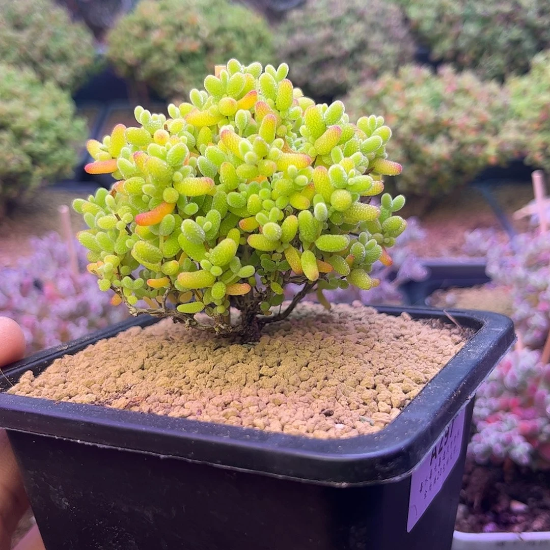 297蜜橘糖球枝干多肉