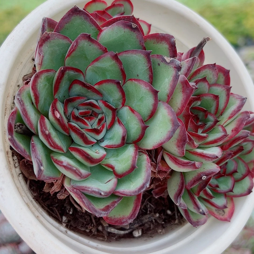 肉酱玫瑰大单头带仔精品