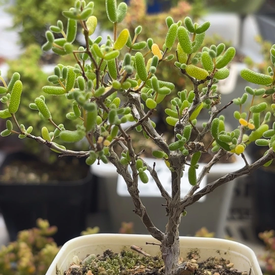 775老桩糖球枝干番杏