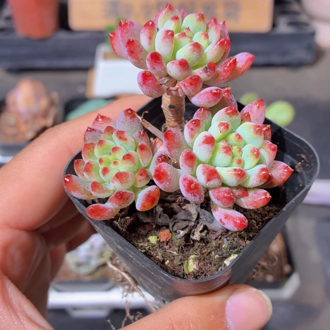 群生兰苹果多肉9.9包邮发货