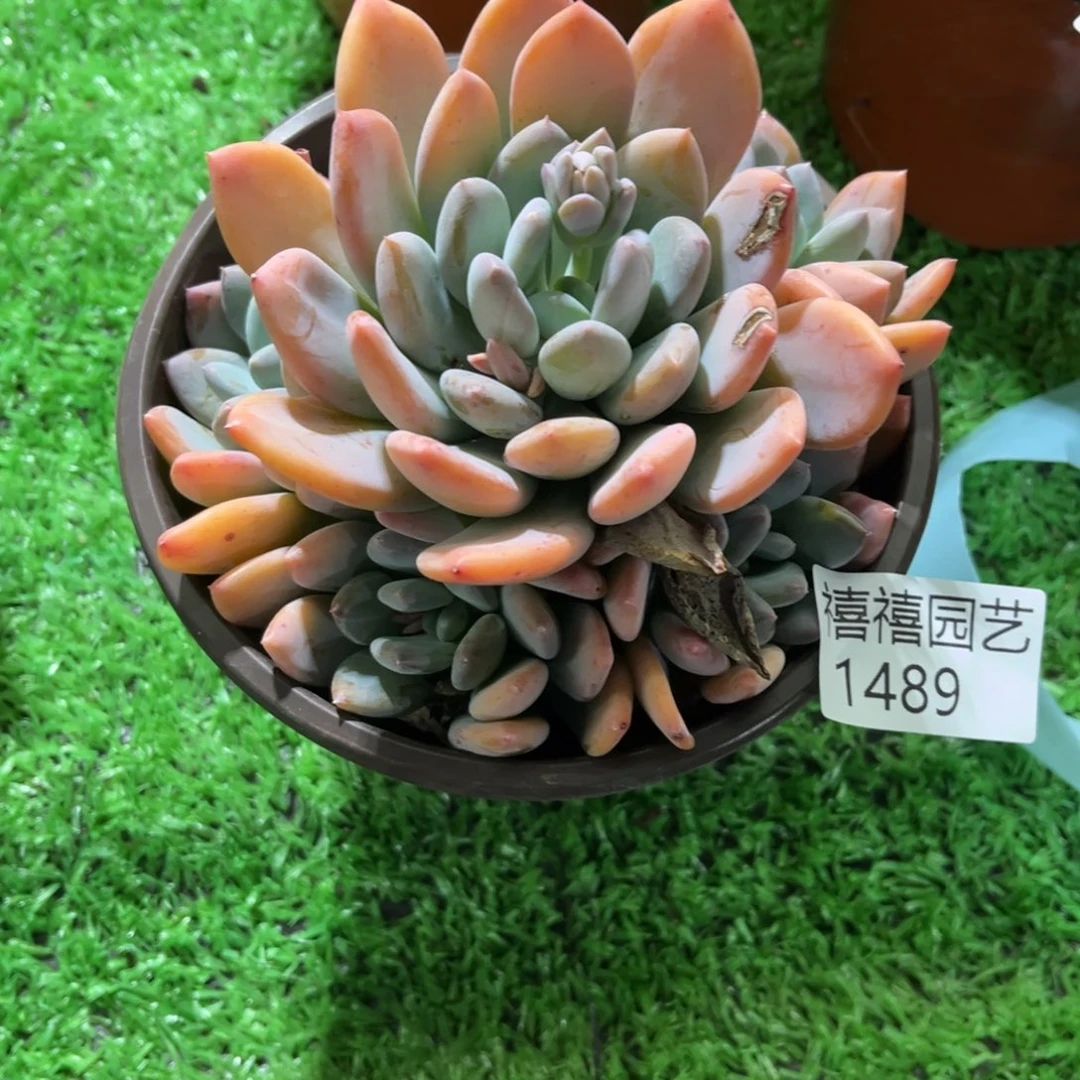 安*1489灰姑娘多肉植物