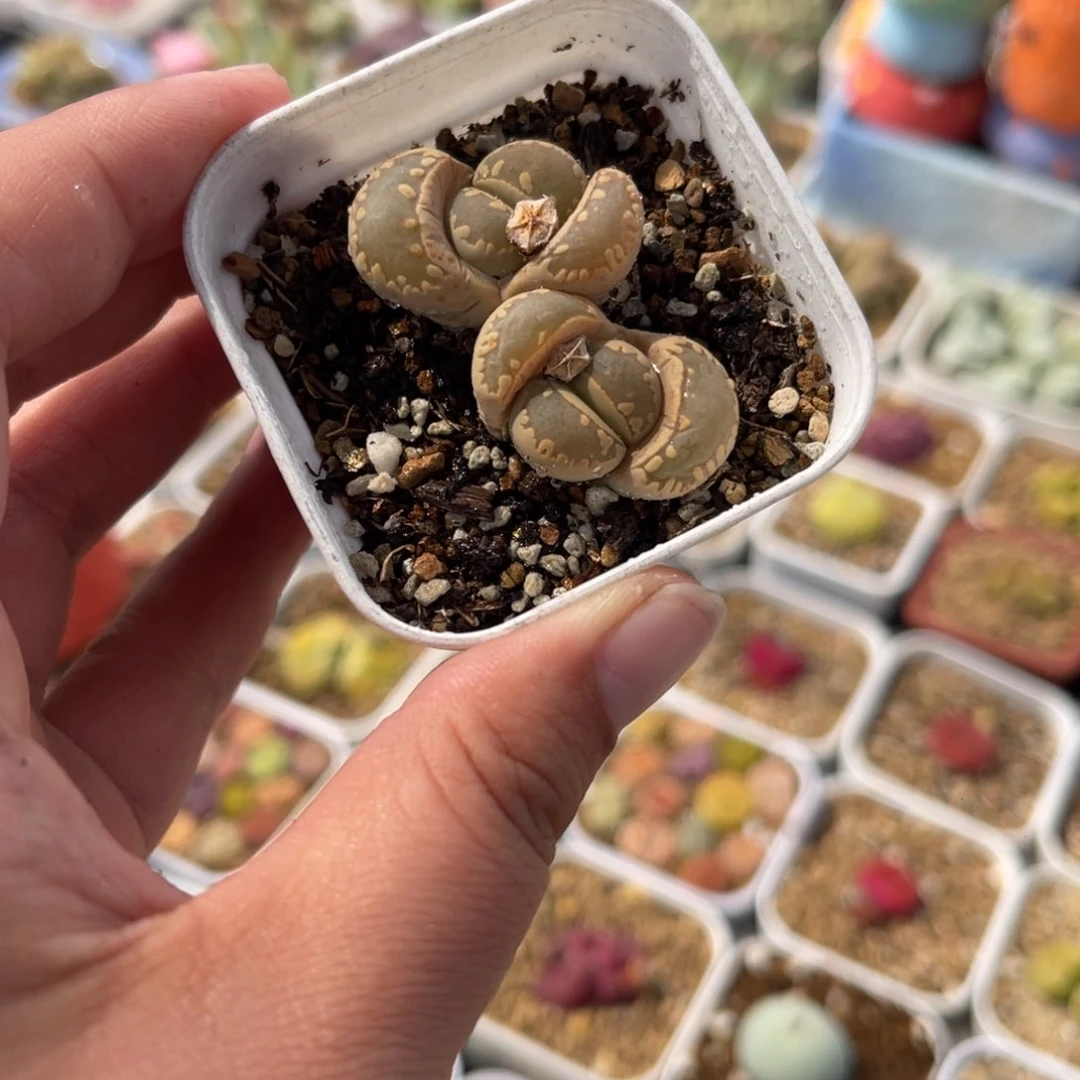 052多肉植物生长