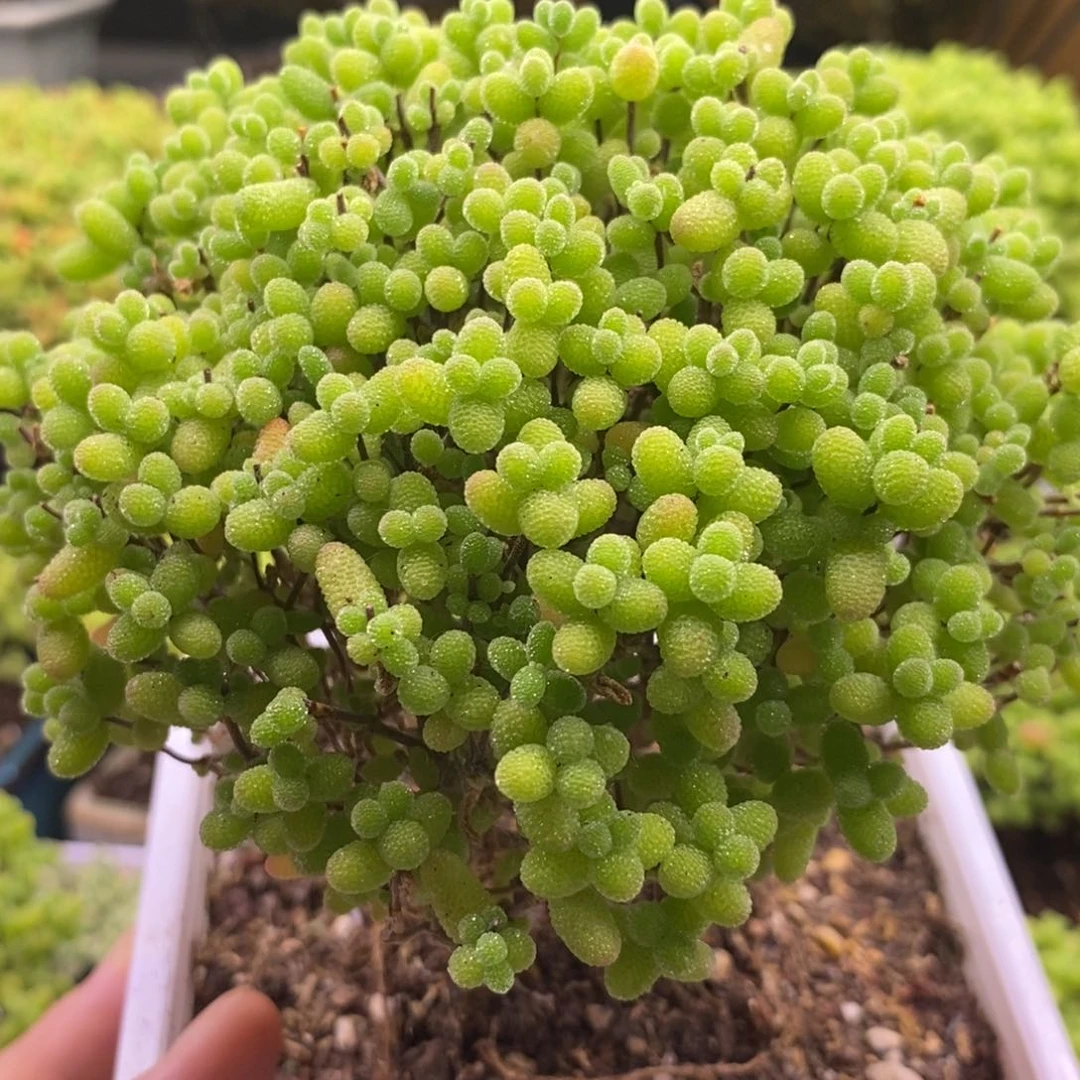 664金橘独杆小树。