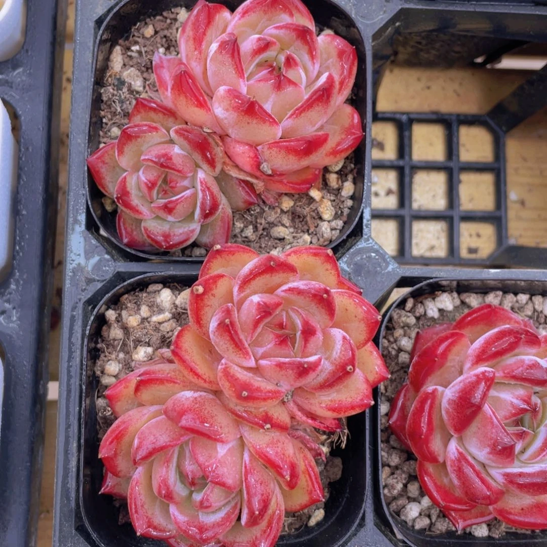 1325号 冰透夜魔侠双头一个