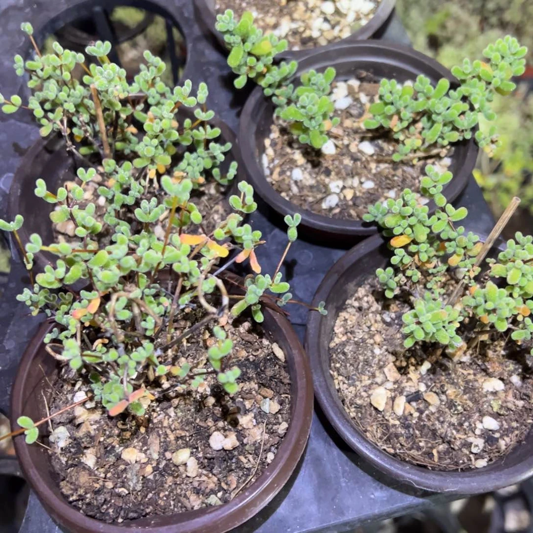 翡翠老桩精品90杯系列