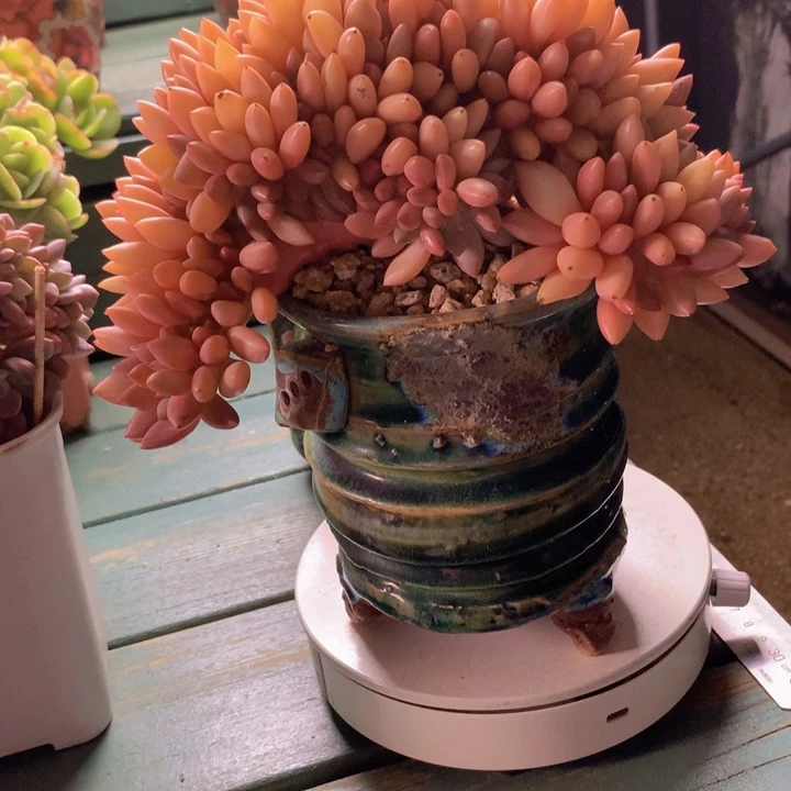 桃花源朵朵自然群