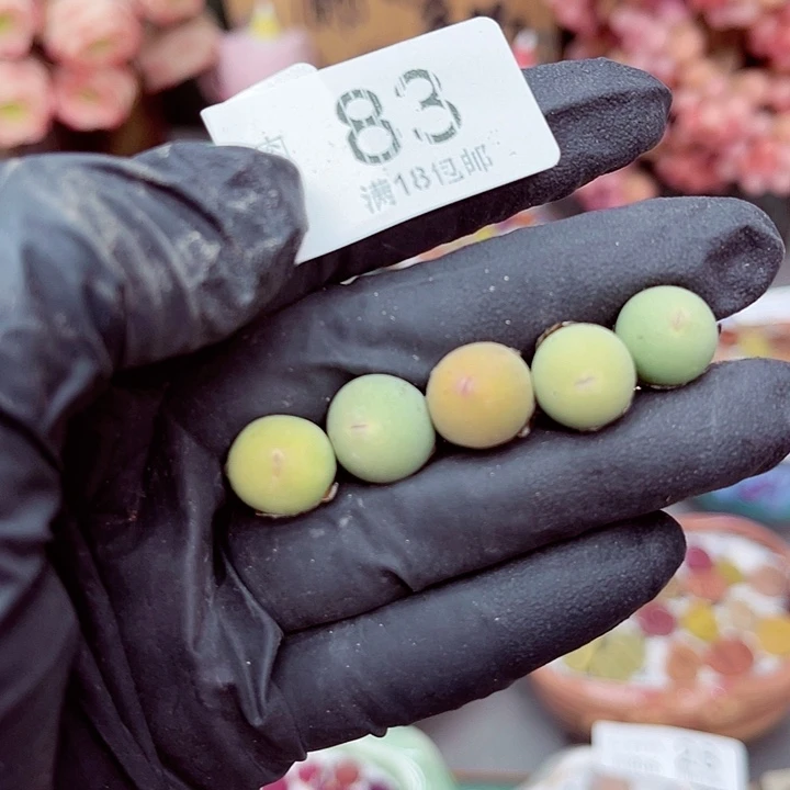 生石花满18包邮6-83