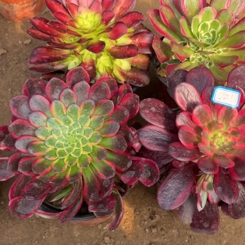821多肉植物组合