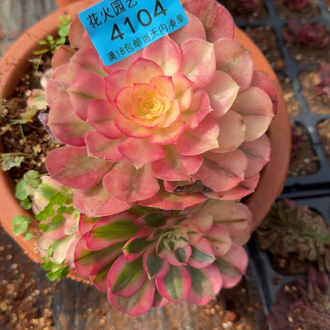 荔枝4104多肉植物法师
