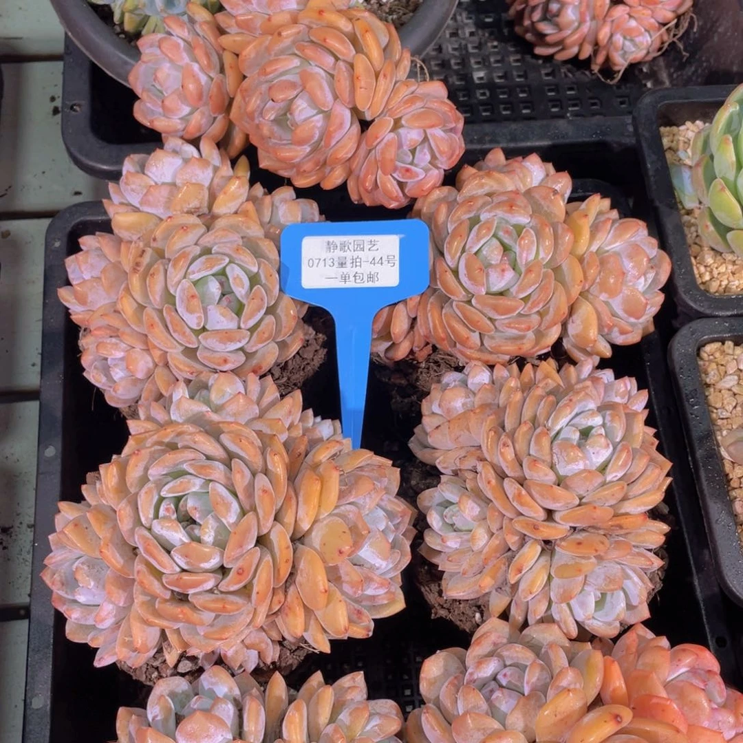 0713-44-韩版老桩梦露一颗