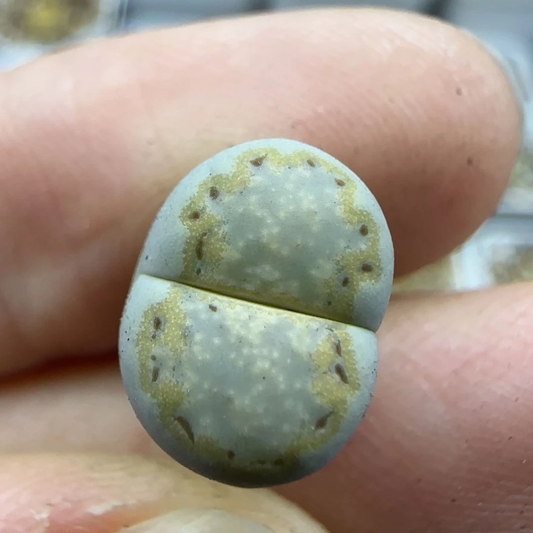 63饼干清框福利30包邮