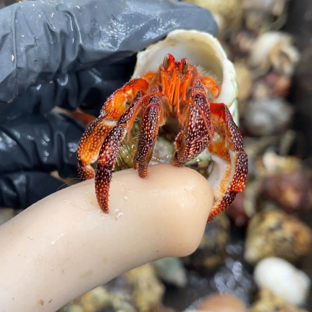 活体宠物不退不换90