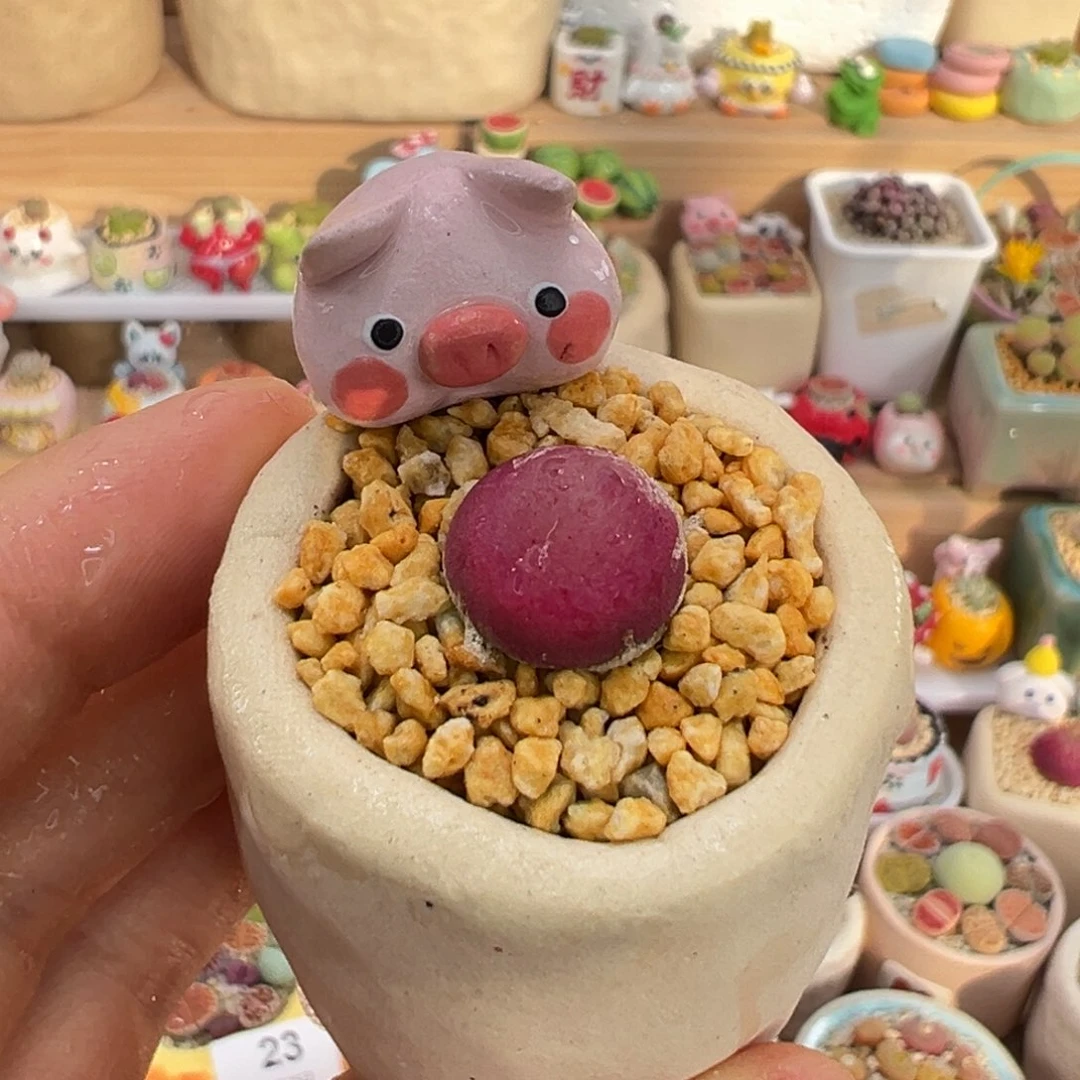 多肉植物27号灯泡