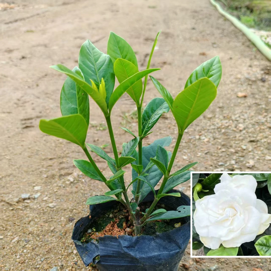 栀子花盆栽四季开花卉植物树苗室内绿植阳台好养易活茉莉花带花苞