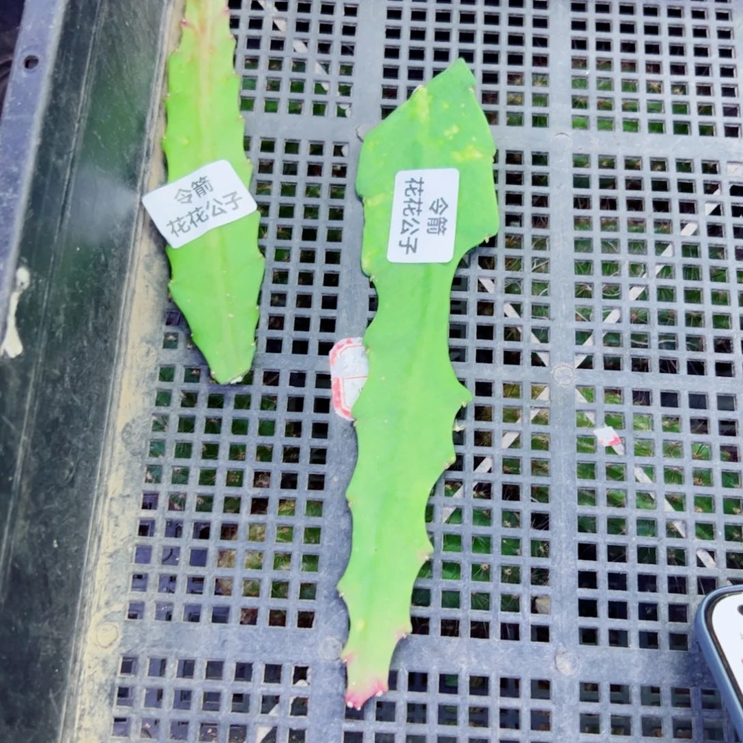 下100令箭花花公子无根叶片10公分左右20包邮