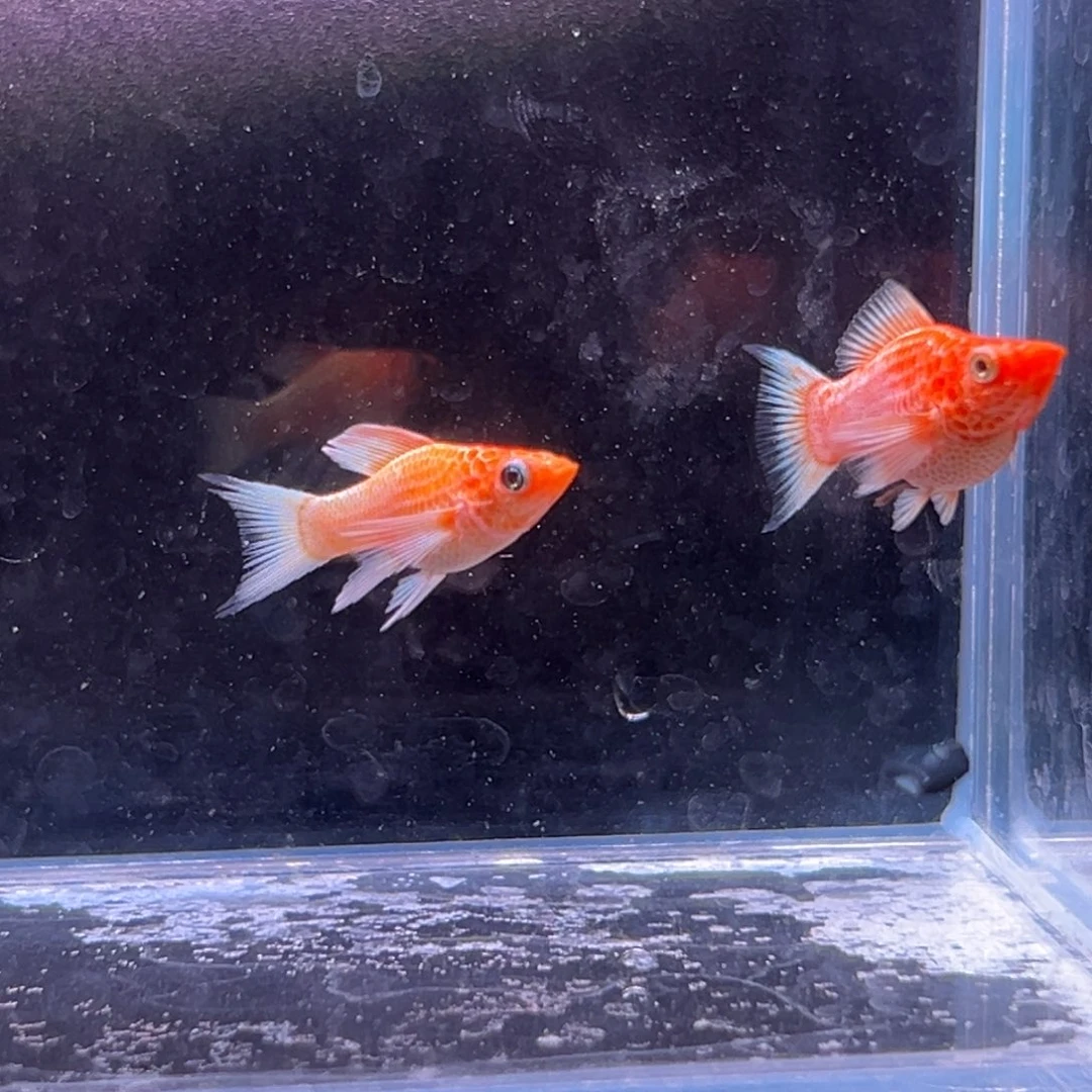 孔雀鱼玛丽崽两条