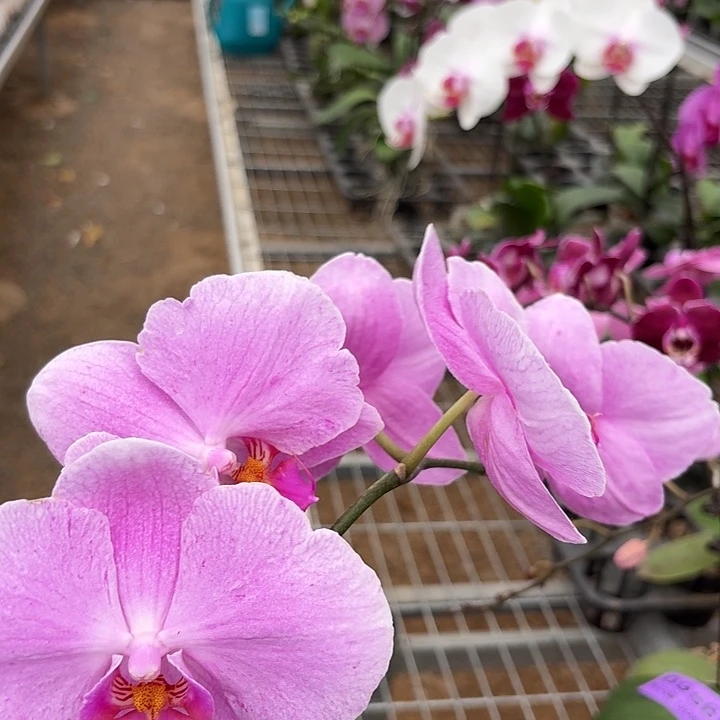 有***空完全开放0974蝴蝶兰一物一拍