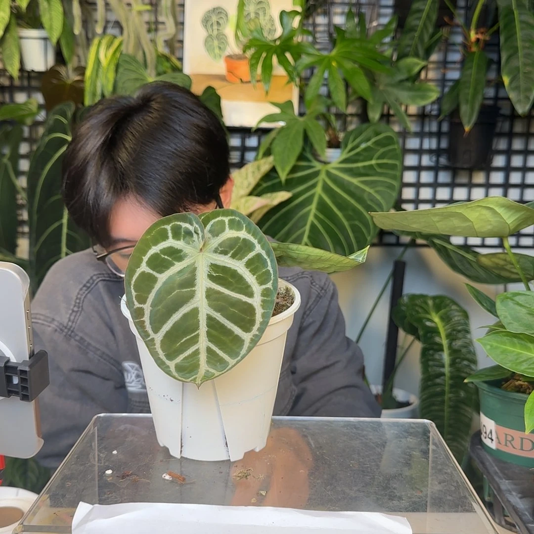 完全开放J98铜锣烧杂小钻石