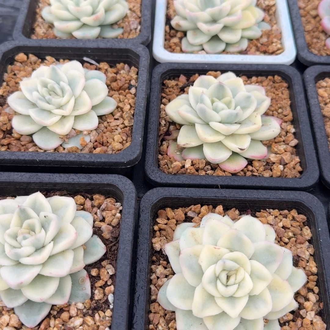 雪鸢锦，多肉锦多肉