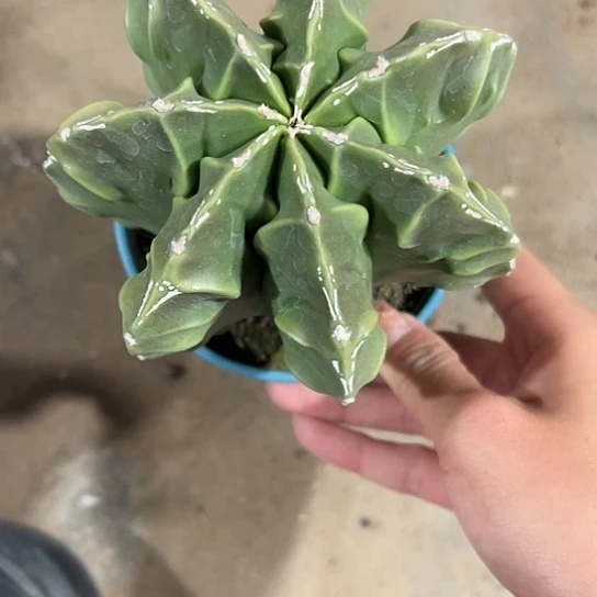 初*实生鸾57576689