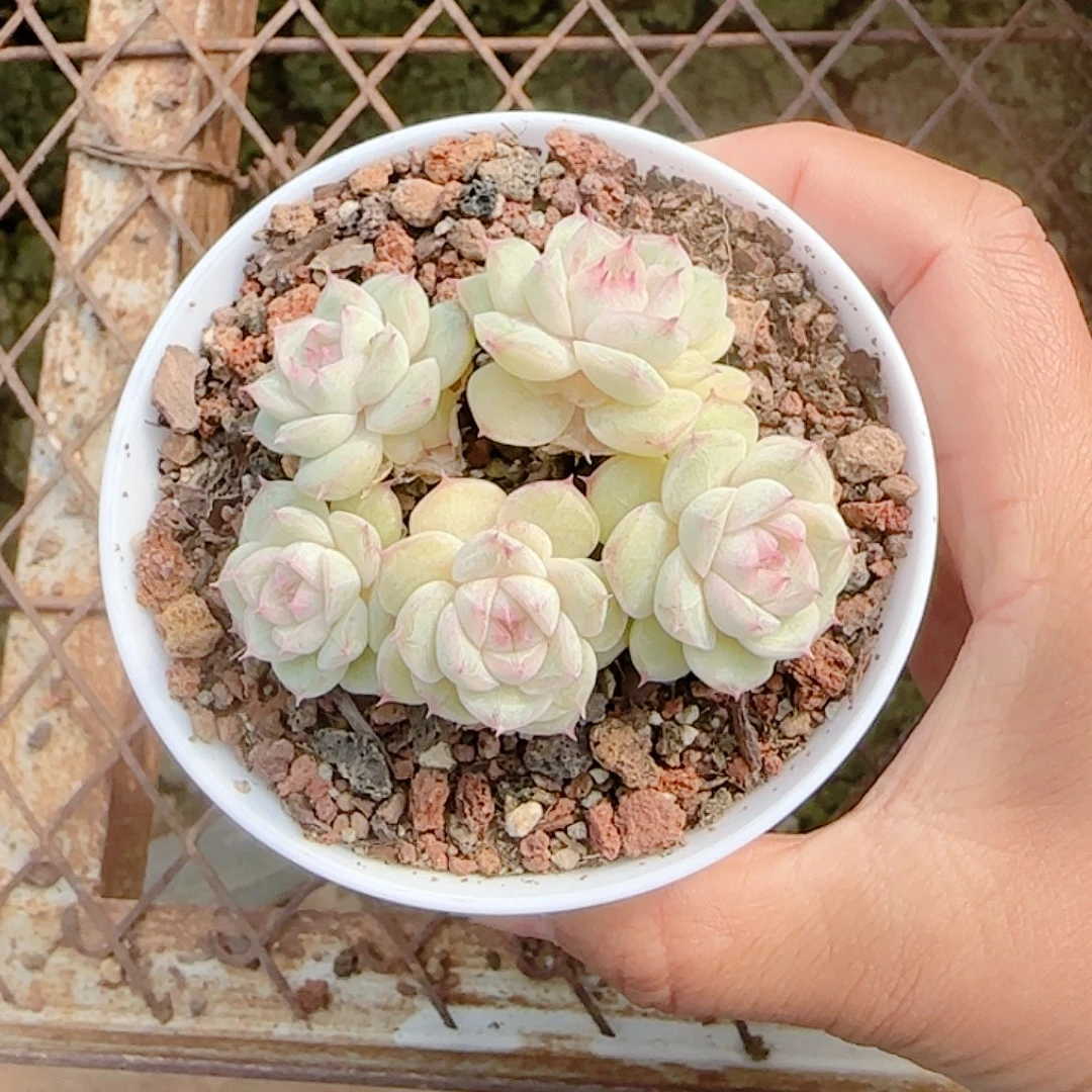1126-38（优选女王孤品）