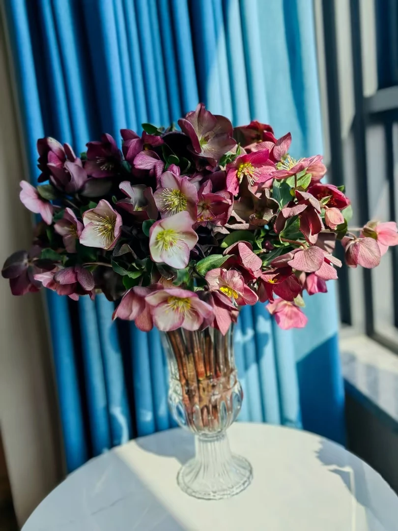 红色兔葵又名铁筷子 小众花材高级感拉满 高档贵货 油画感十足