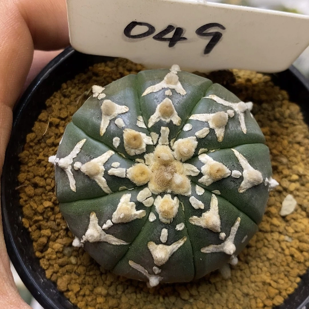 049福利特价咯打榜贴