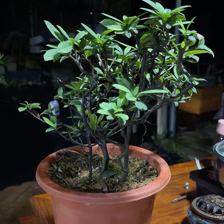 当前无花栽培后可以开花