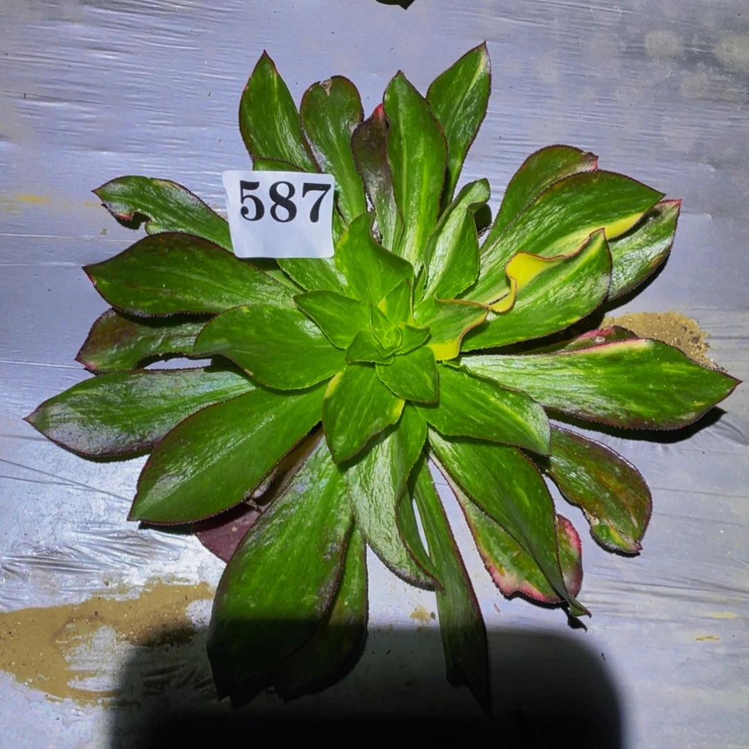 魅影七彩多肉植物587