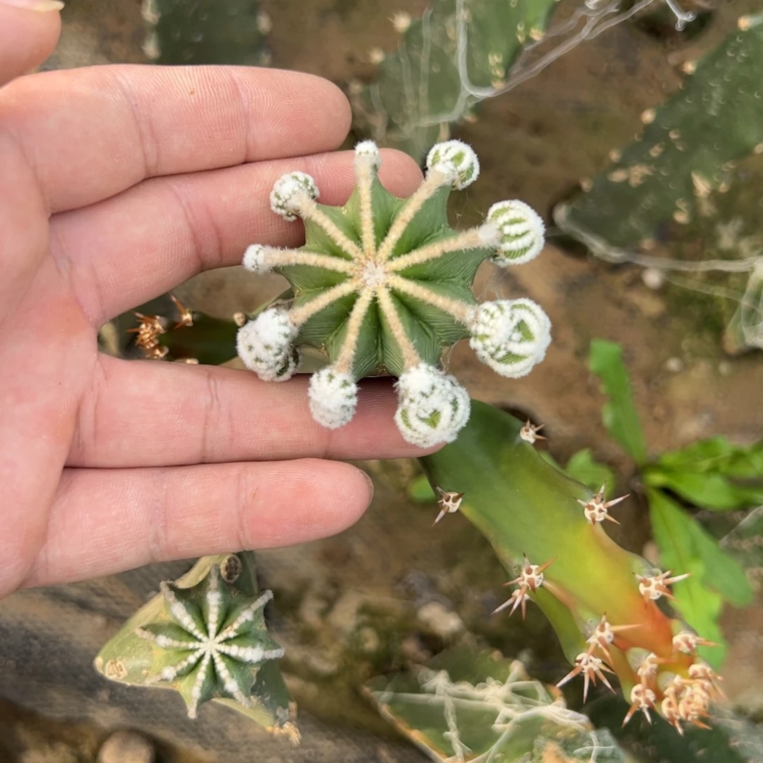 一代辛顿花笼仙人球3968