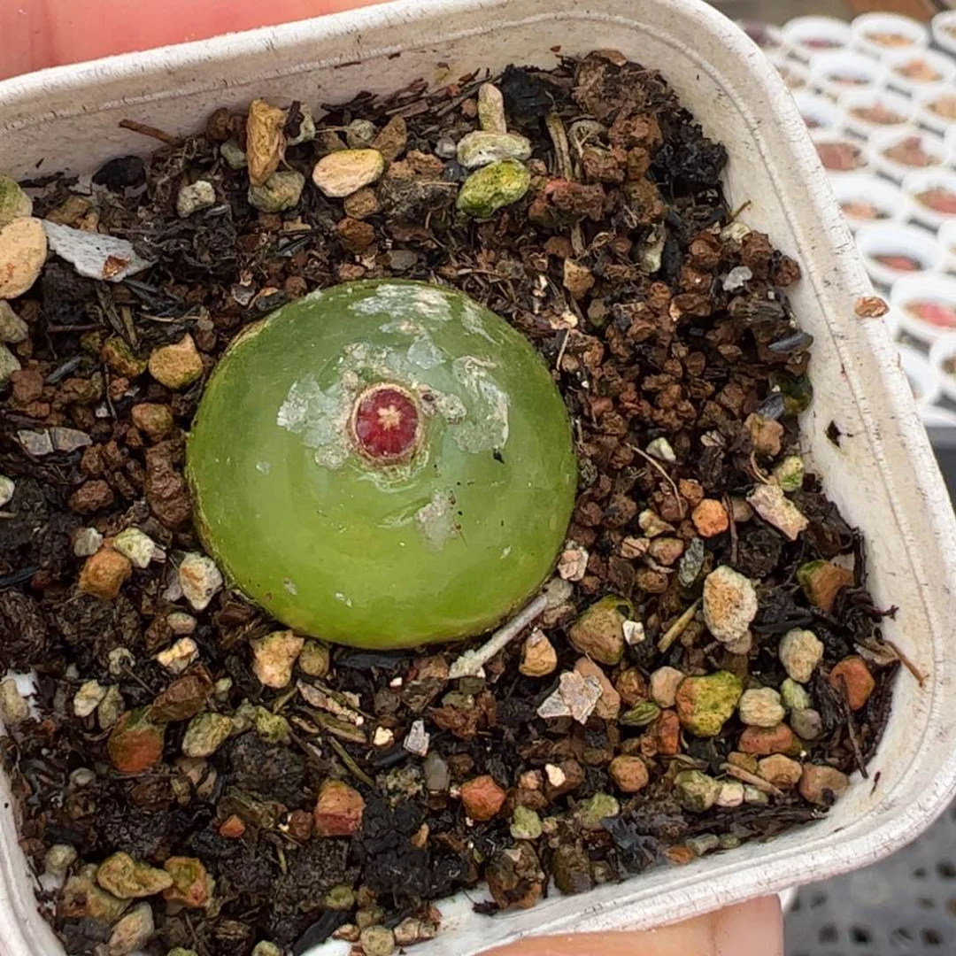 灯泡多肉植物百科