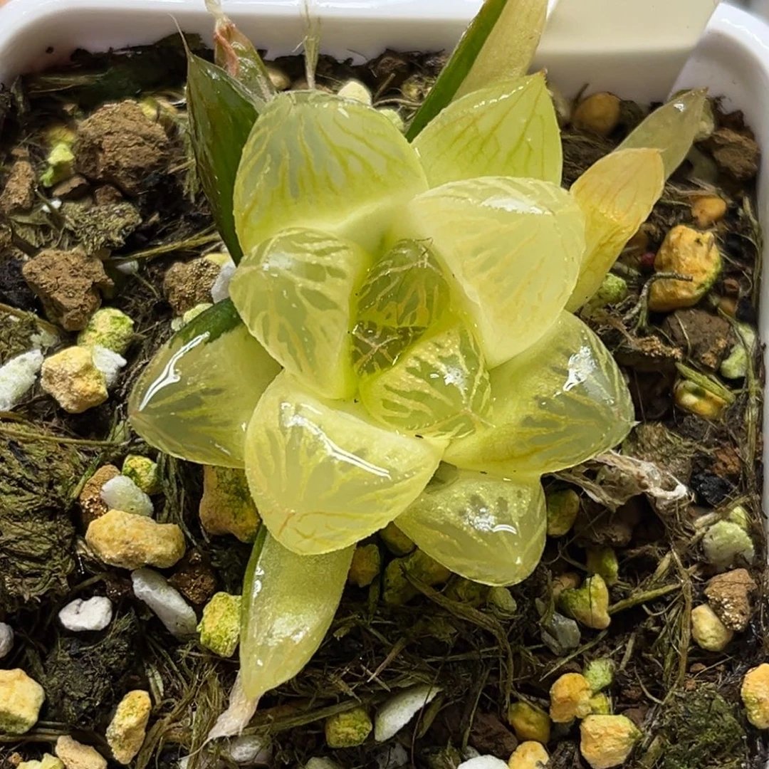 1糊斑胭脂玉露锦福利专场