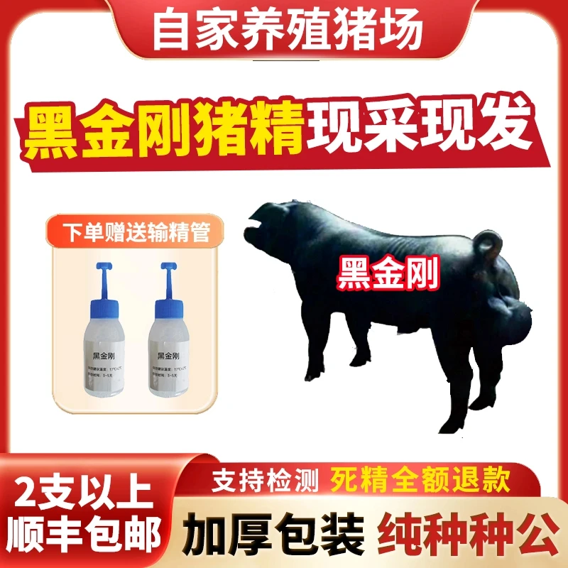 【黑金刚】60ml兽用优质精液黑猪精母猪配种人工授精当天现采现发